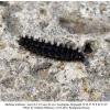 melitaea arduinna3 larva6a